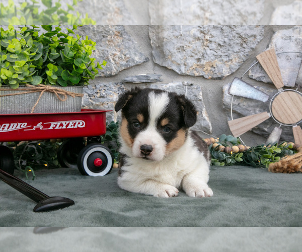 Medium Photo #3 Pembroke Welsh Corgi Puppy For Sale in LEOLA, PA, USA