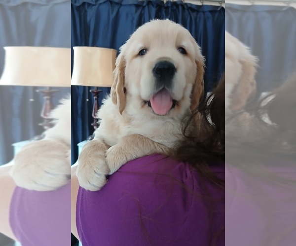 Medium Photo #5 Golden Retriever Puppy For Sale in AUSTIN, TX, USA