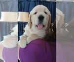 Small Photo #5 Golden Retriever Puppy For Sale in AUSTIN, TX, USA