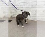 Small American Pit Bull Terrier