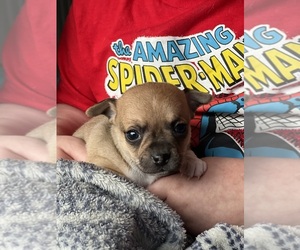 Chihuahua Puppy for sale in ELKTON, MD, USA