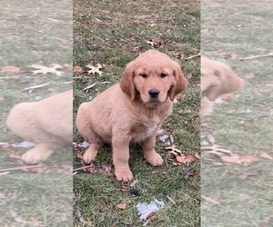 Golden Retriever Puppy for sale in COON VALLEY, WI, USA