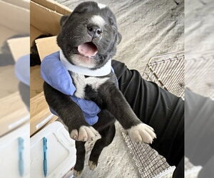 Labrador Retriever-Unknown Mix Dogs for adoption in Houston, TX, USA