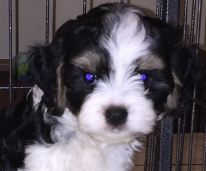 Cav-A-Malt Puppy for sale in LIBERTY, MS, USA