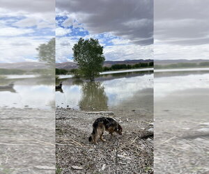 Ryatt - Female Australian Shepherd Dog for Adoption - Photo #2