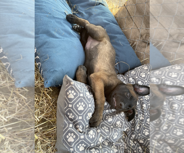 Medium Photo #11 Belgian Malinois Puppy For Sale in CASCADE, WI, USA