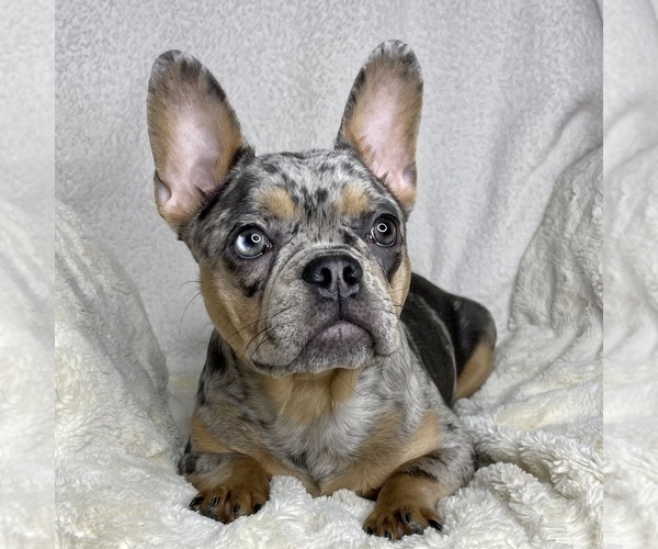 Medium Photo #4 French Bulldog Puppy For Sale in BOTHELL, WA, USA