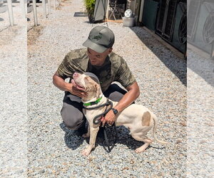 Apollo - Male Mutt Dog for Adoption - Photo #4