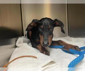 Doberman Pinscher Dogs for adoption in Pasadena, CA, USA
