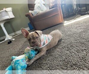 French Bulldog Puppy for Sale in NEW CASTLE, Pennsylvania USA