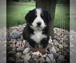 Puppy Lily Bernese Mountain Dog