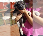 Small Photo #26 German Shepherd Dog Puppy For Sale in LAWRENCEBURG, TN, USA