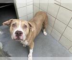 Small #1 American Pit Bull Terrier
