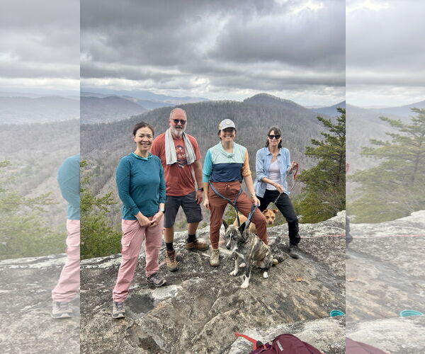 Medium Photo #4 Boxer-Siberian Husky Mix Puppy For Sale in Cumming, GA, USA