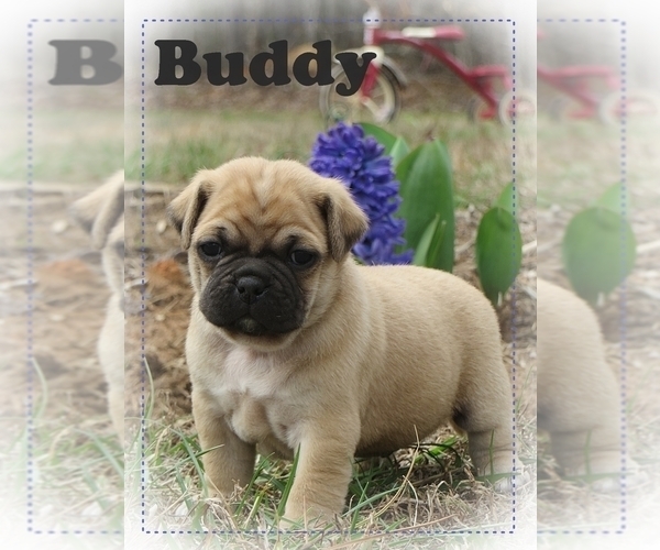 Medium Photo #3 Pug Puppy For Sale in VICTORIA, VA, USA