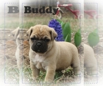 Small Photo #3 Pug Puppy For Sale in VICTORIA, VA, USA