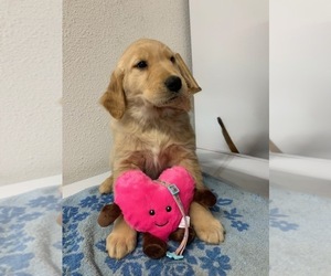 Golden Retriever Puppy for sale in HILBERT, WI, USA