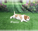 Small #18 Cavalier King Charles Spaniel