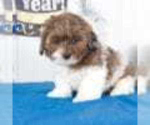 Medium Photo #2 Shih-Poo Puppy For Sale in BEL AIR, MD, USA