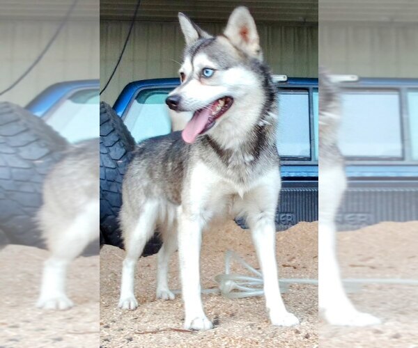 Medium Photo #1 Pomsky Puppy For Sale in GREENWOOD, WI, USA