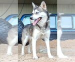 Small Photo #1 Pomsky Puppy For Sale in GREENWOOD, WI, USA
