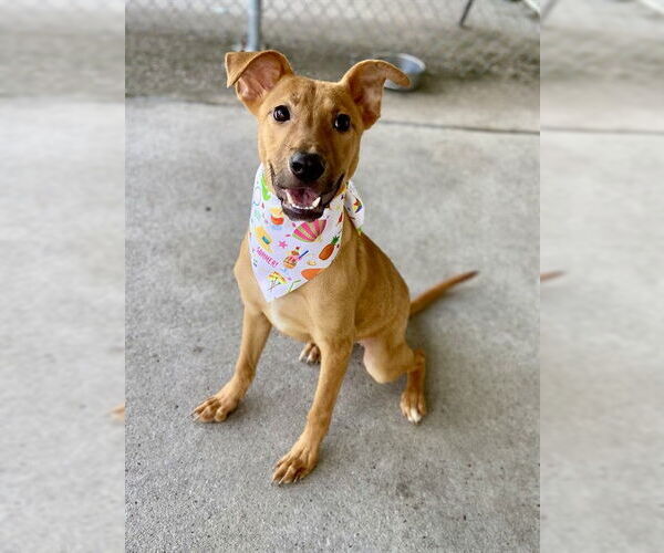 Medium Photo #2 American Pit Bull Terrier-Unknown Mix Puppy For Sale in Conroe, TX, USA