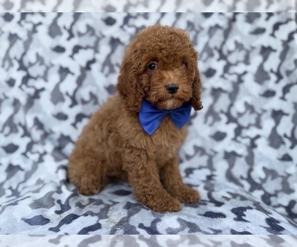 Medium Photo #3 Cock-A-Poo Puppy For Sale in LAKELAND, FL, USA