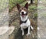 Small Photo #3 German Shorthaired Pointer-Unknown Mix Puppy For Sale in Houston, TX, USA