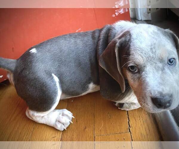 Medium Photo #4 American Pit Bull Terrier-Unknown Mix Puppy For Sale in Holly Springs, NC, USA