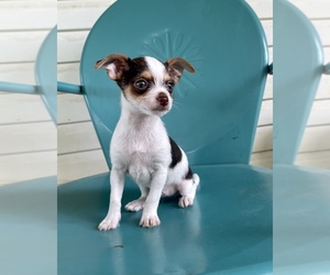 Chorkie Puppy for sale in MORRIS CHAPEL, TN, USA