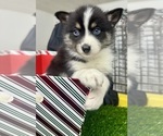 Puppy 4 Pomsky-Shiba Inu Mix