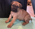 Small #2 Boerboel-Cane Corso Mix