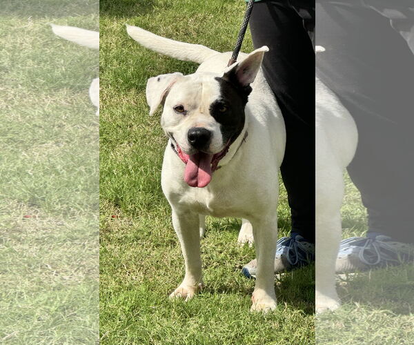 Medium Photo #9 American Pit Bull Terrier-Unknown Mix Puppy For Sale in Munford, TN, USA