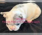 Puppy Margarita French Bulldog