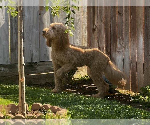 Medium Photo #1 Goldendoodle Puppy For Sale in FRESNO, CA, USA