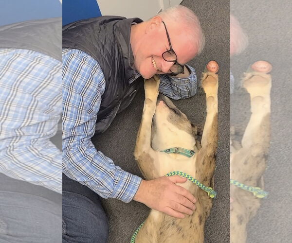 Medium Photo #6 American Bandogge mastiff Puppy For Sale in Spotsylvania, VA, USA