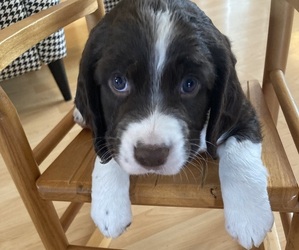 English Springer Spaniel Puppy for sale in BONNERS FERRY, ID, USA