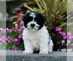 Sugar - Female Zuchon Puppy for Sale - Photo #3