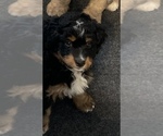 Small Photo #3 Miniature Bernedoodle Puppy For Sale in ALVATON, KY, USA