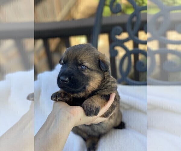 Medium Photo #3 German Shepherd Dog Puppy For Sale in OJAI, CA, USA