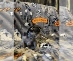 Small Photo #5 French Bulldog Puppy For Sale in OCALA, FL, USA