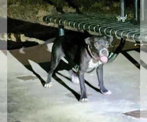Mutt Dogs for adoption in San Antonio, TX, USA