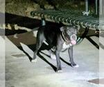 Small Mutt