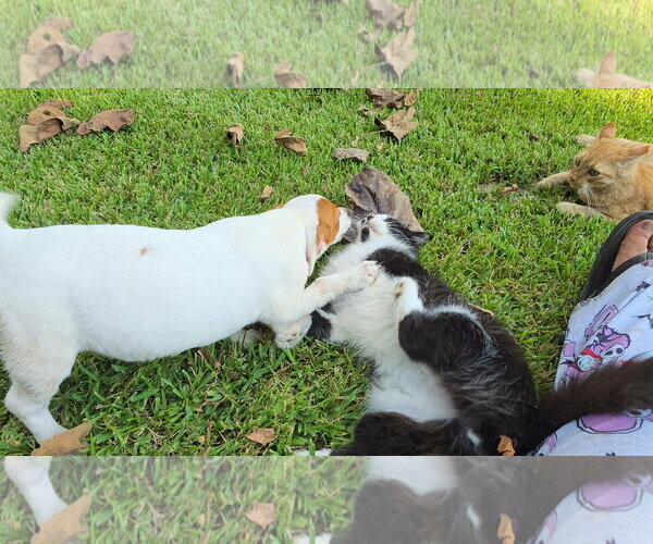 Medium Photo #3 Labrador Retriever-Unknown Mix Puppy For Sale in Oakhurst, NJ, USA