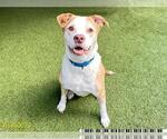 Small #1 American Pit Bull Terrier-Labrador Retriever Mix