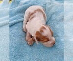 Small Photo #3 Brittany Puppy For Sale in CULPEPER, VA, USA