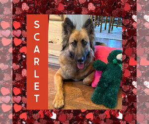 German Shepherd Dog Dogs for adoption in Littleton, CO, USA