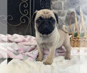 Pug Puppy for sale in GREENCASTLE, PA, USA