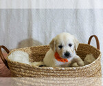 Image preview for Ad Listing. Nickname: Ginger