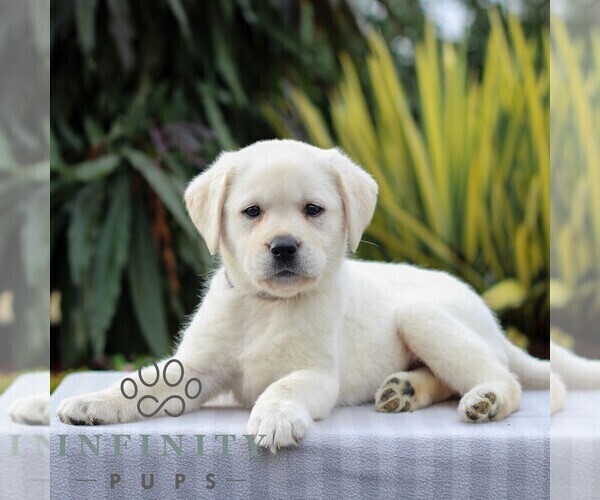 Medium Photo #6 Labrador Retriever Puppy For Sale in GORDONVILLE, PA, USA